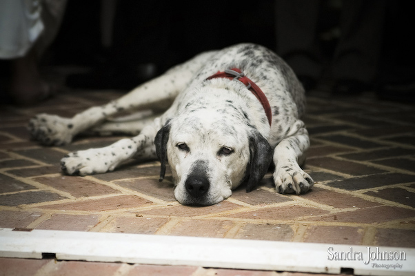 Best Annapolis Wedding photographer - Sandra Johnson (SJFoto.com)